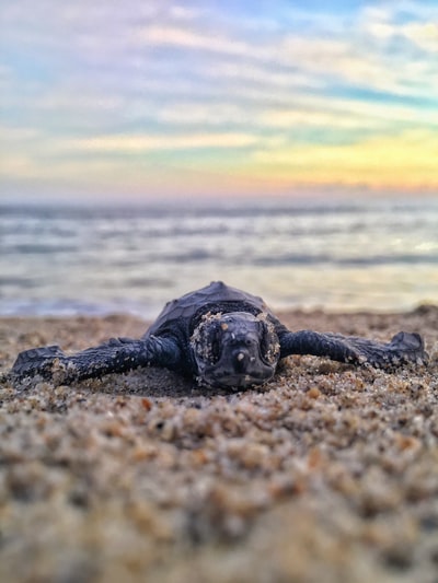 海边的黑海龟